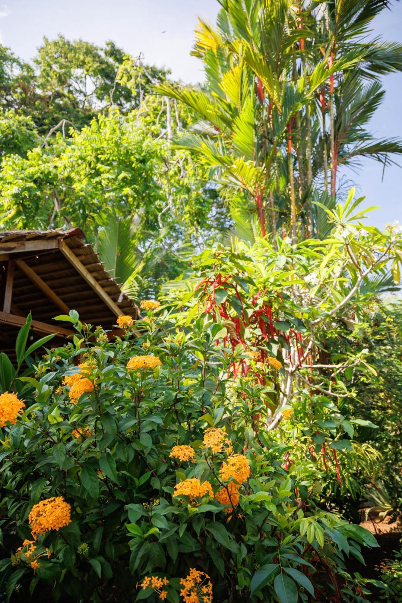 Bungalows Ache Cahuita Eksteriør bilde